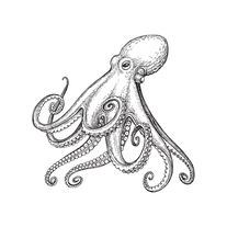 Octopus